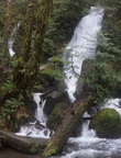 Quinault Rain Forest